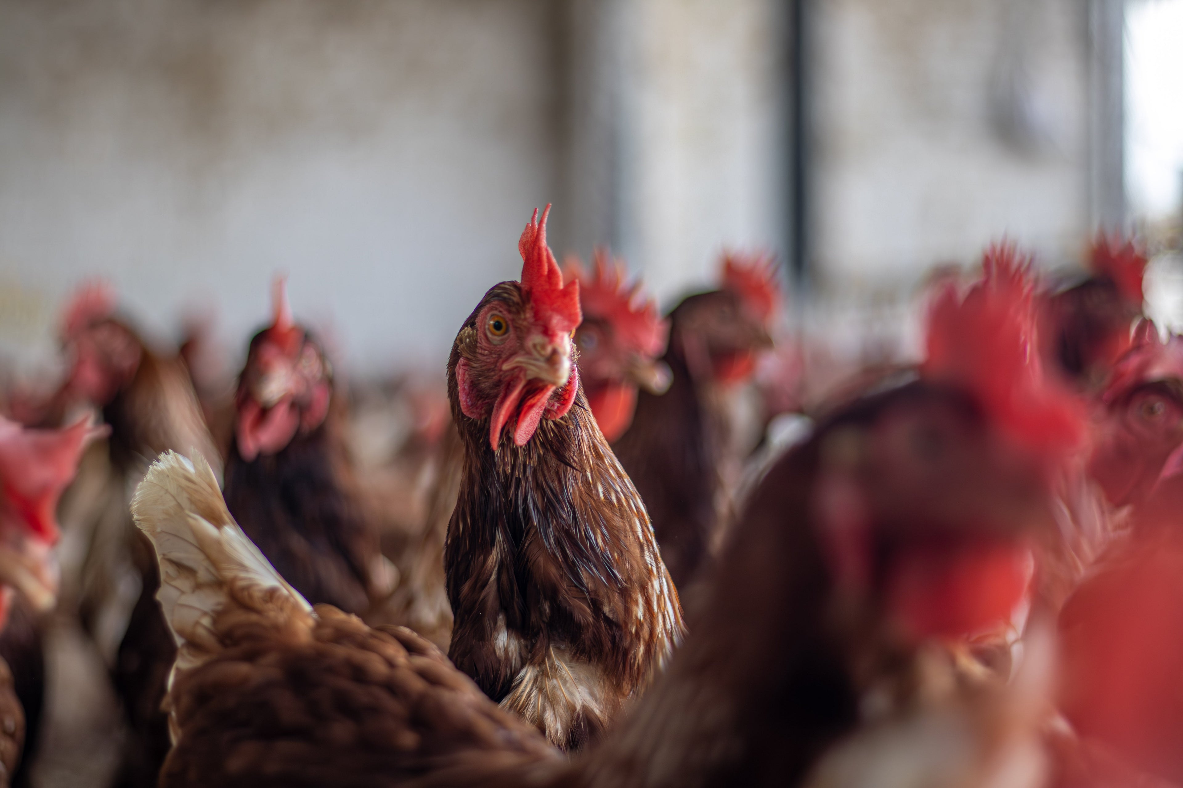 Impacto Social: Huevos que Transforman Comunidades